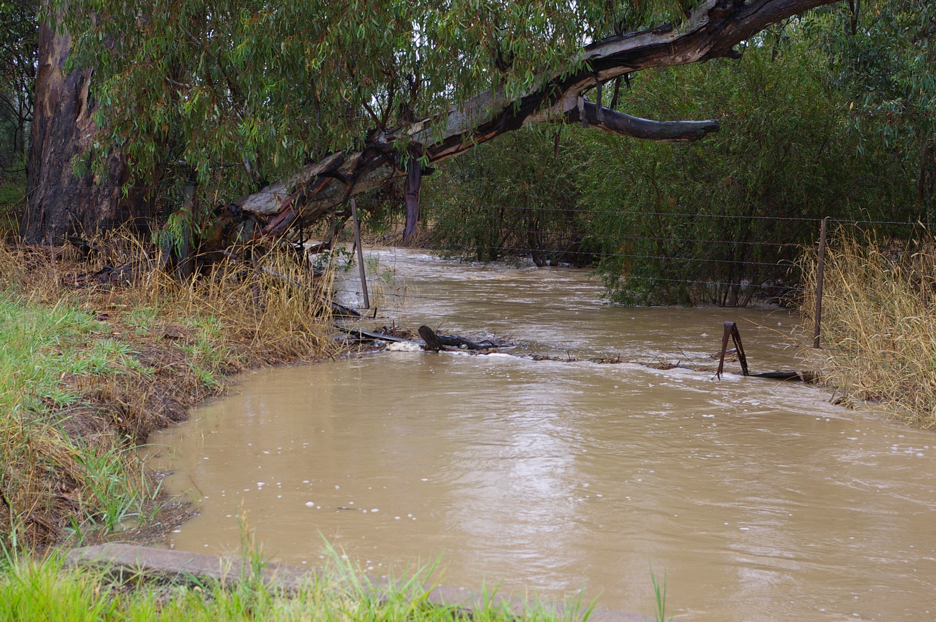 Long Gully Creek in flood, Mar 2012, flowing through fence into Murrnong. At this level the water flows out from the creek onto the floodplain.
