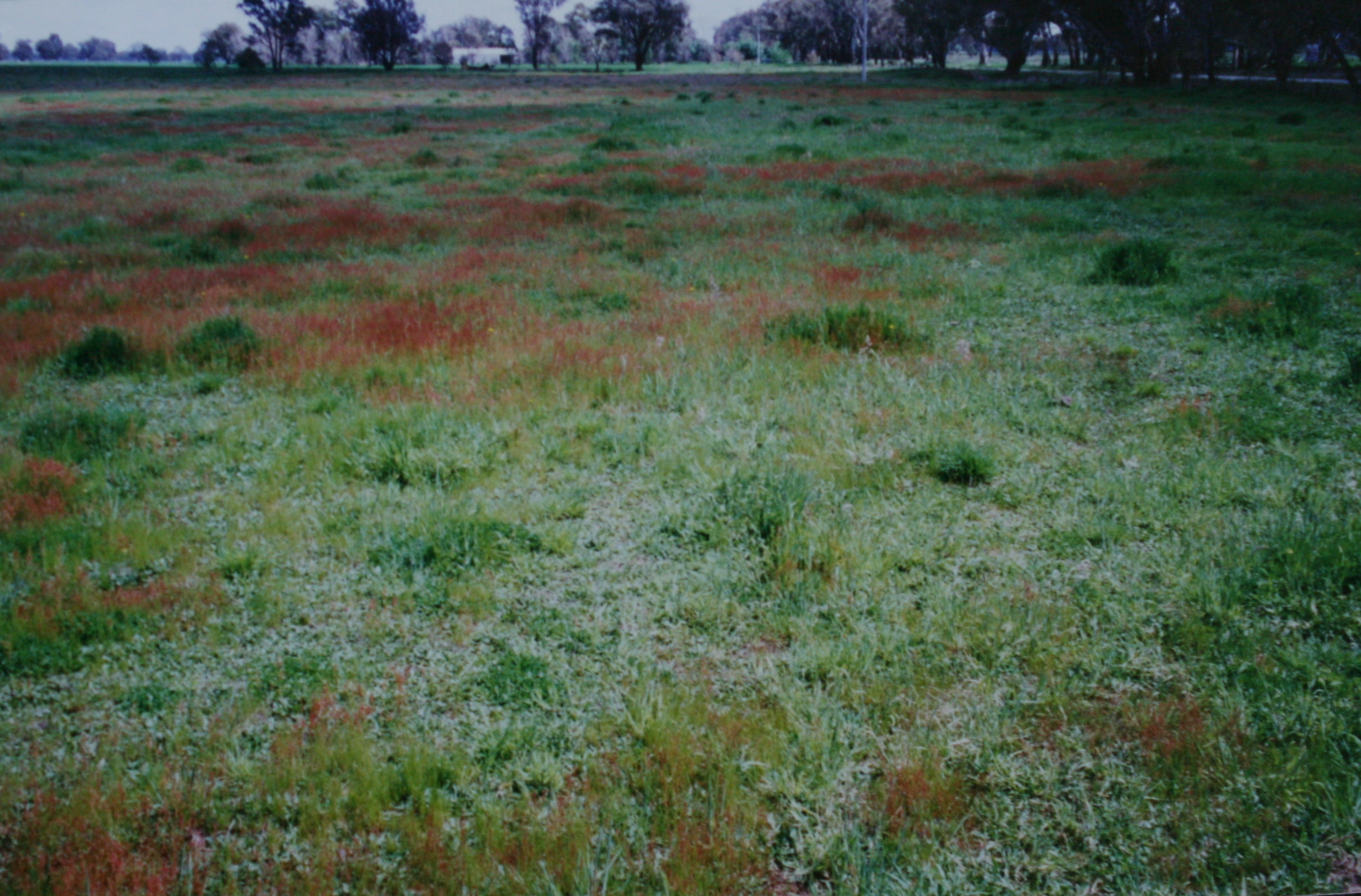 At purchase, June 1996, showing pasture species of sorrel, flatweed, and some cocksfoot tussocks.